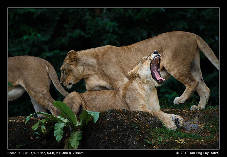 Big Cat's Boredom