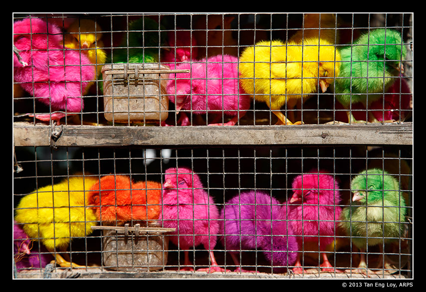 Angry Birds (Chicks)