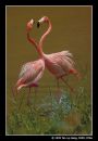 Squabbling Flamingoes