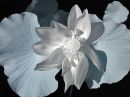 Guestblog #6 - Infrared Lotus