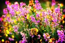 The Color of the Connemara Bog