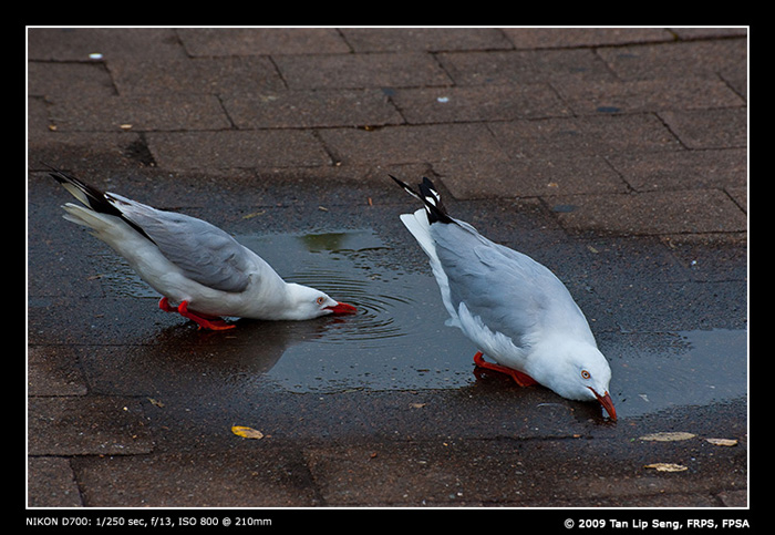 20091108 AUS1868
