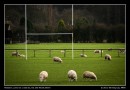 Scrum of Sheep