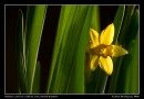 Yellow Daffodil