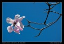 Spring Magnolia
