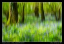 Bluebell Woods Abstract
