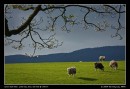 Sheep Of Spring