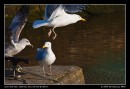 Seagull Frenzy