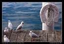 Squawking Seagulls