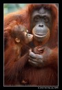Primate Bonding