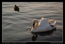 An Evening Bath At Windermere