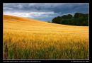 Storming Over The Golden Fields