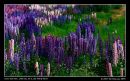 Colours Of The Lupins