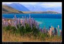 In Full Blossom At Lake Tekapo