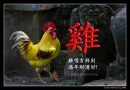 Happy Year of The Rooster