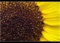 Up Close With A Sunflower