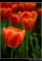 Tulipmania 2019