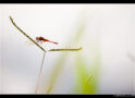 红蜻蜓 (Red Dragonfly)