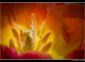 Sunshine Warmth of A Tulip Bloom