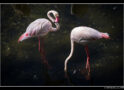 Flamingo Luminescence