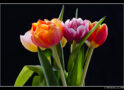 Prismatic Tulip Blooms
