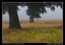 Foggy Morn 2008