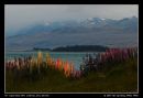 Russell Lipins Bloom at LakeTekapo 02