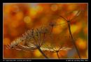 The Last Autumn 02