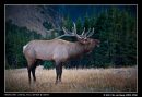 Male Elk Of The Rocky Mountain