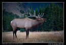 Male Elk Of The Rocky Mountain
