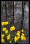 Daffodils Against The Backdrop Of Old Trees Reflections