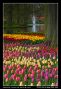 A Lovely Scene Of Keukenhof