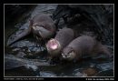 Feeding Time For Otters