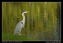 Heron In The Park