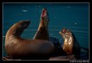 Sea Lions At Haulout