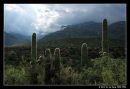 Back Lit Cacti