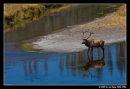 Male Elk Of Yellowstone