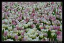 Carpet Of Twin Colour Tulip