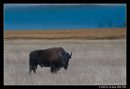 Bison of Yellowstone