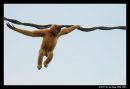 Swinging Gibbon