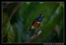 The Singing Superb Starling