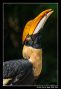Potrait Of Hornbill