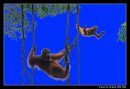 Swinging Oran Utans