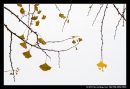 Ginko In Autumn